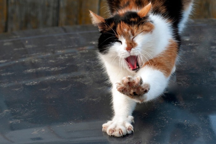 伸びをしながらあくびをする猫