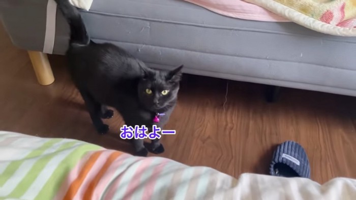 立って見上げる猫