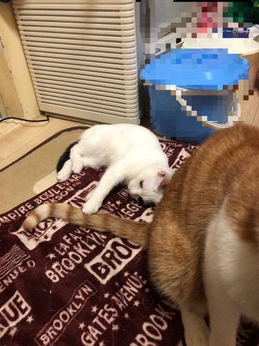 尻尾で遊ぶ猫