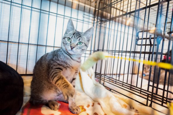 ケージに入って猫じゃらしで遊ぶ猫