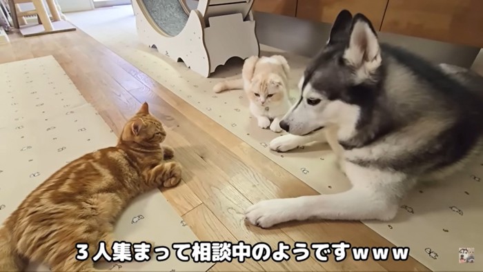 相談する3匹