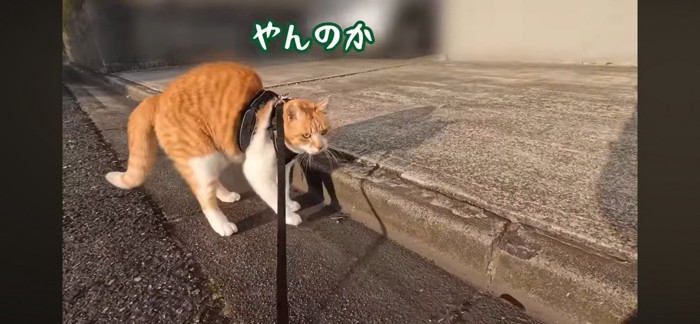 やんのか