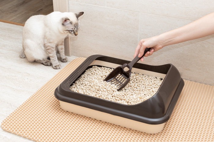 トイレ掃除を座って見ている白い猫