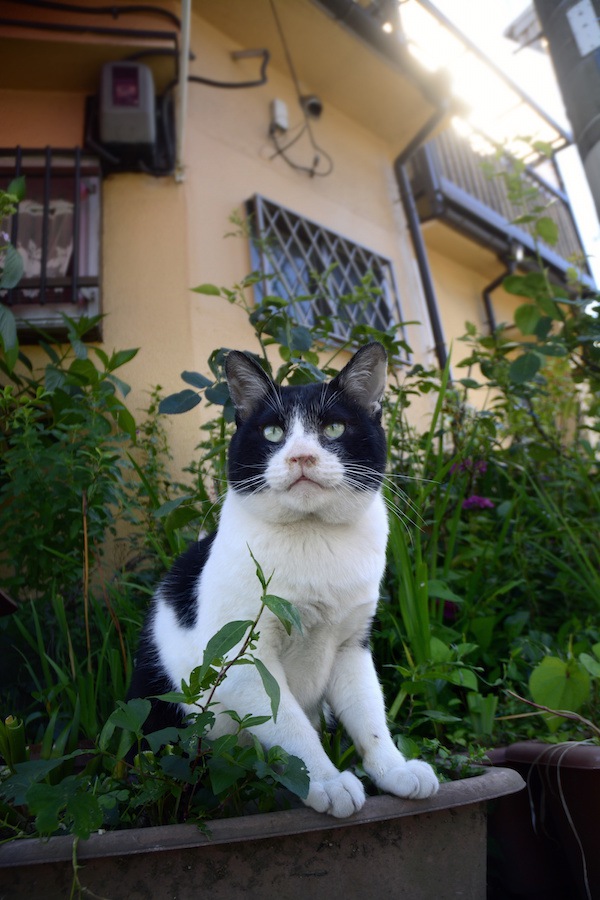 植木に入る野良猫