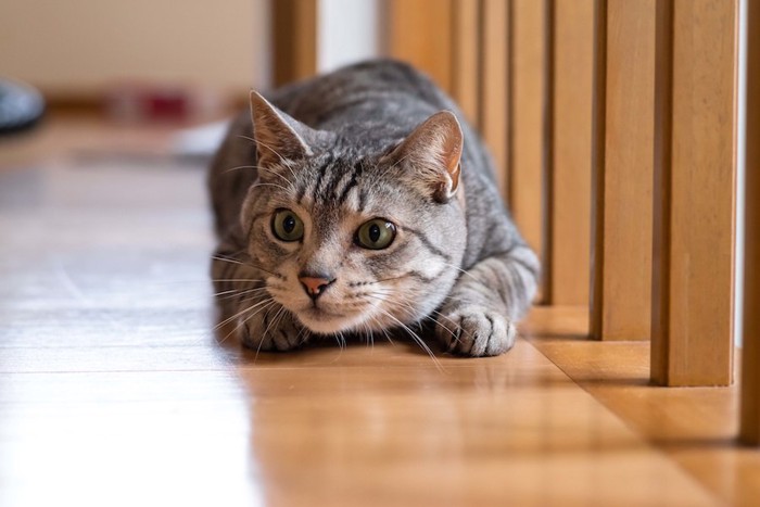 姿勢を低くして狙っているキジトラ猫