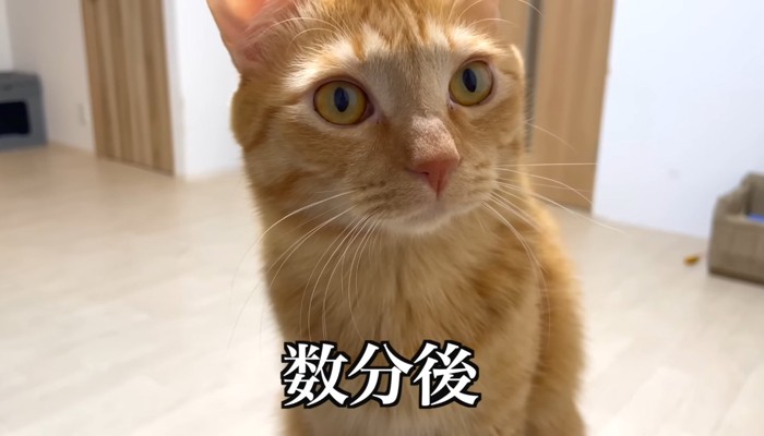 こちらを見ている猫