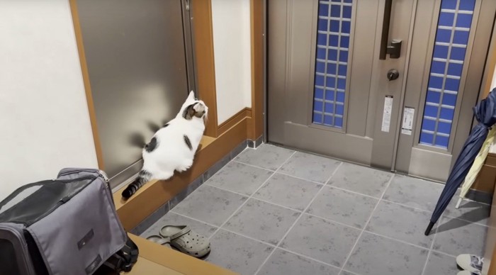 玄関にいる猫