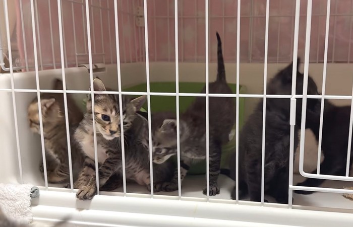 ケージに入った複数の子猫
