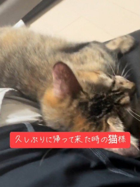 スリスリする猫