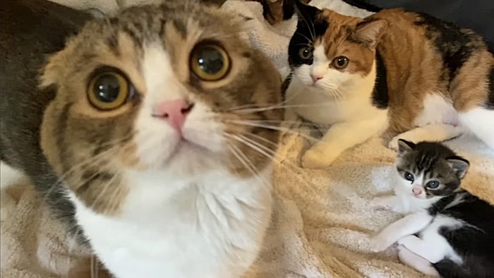 パパ猫のアップと座っている母猫と息子猫