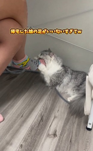舐める猫