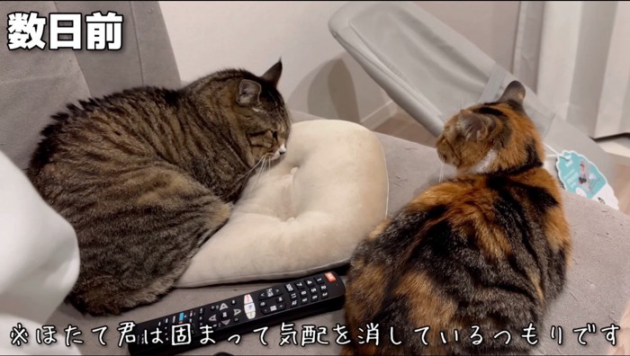 クッションの上に乗っているキジトラ猫を見つめる三毛猫