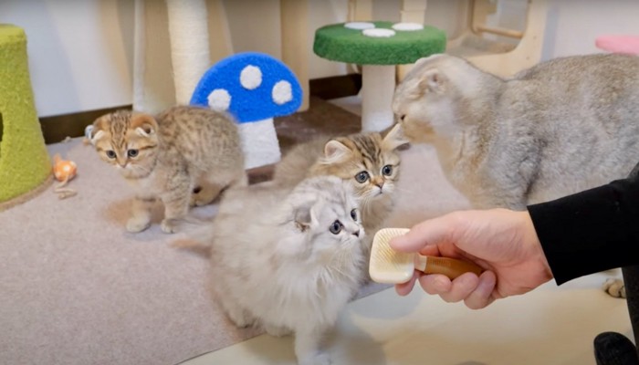 ブラシに興味津々の子猫