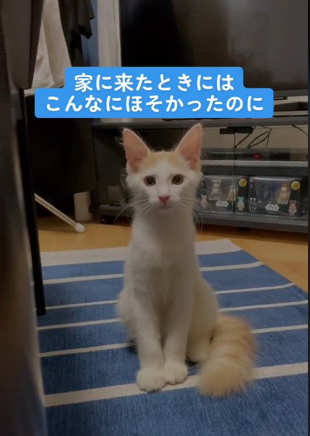 飼い主さんを見つめるこむぎちゃん