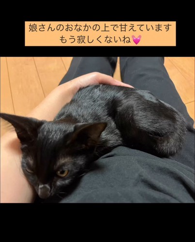 人のお腹の上に乗る子猫