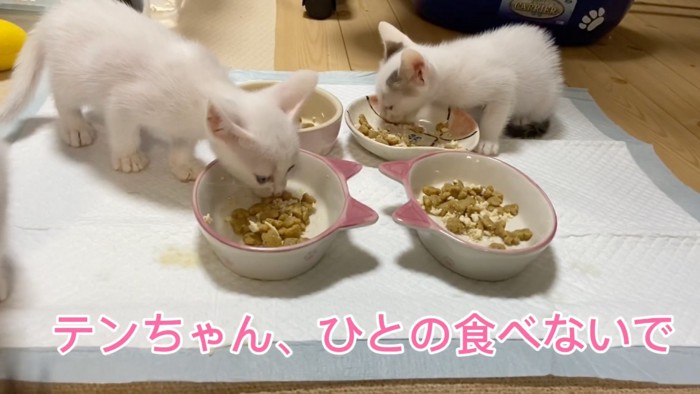 餌を取る猫