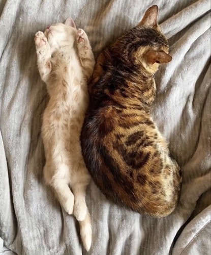 布団の上で一緒に寝る子猫とミックス猫