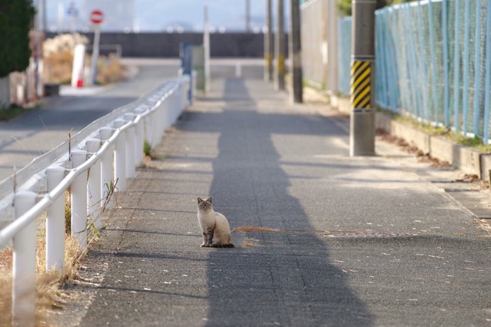 歩道に座ってこちらを見る猫