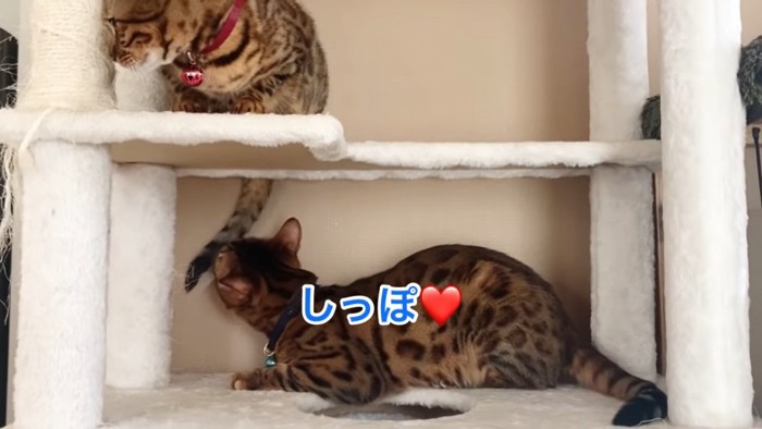 猫のしっぽのニオイを嗅ぐ猫