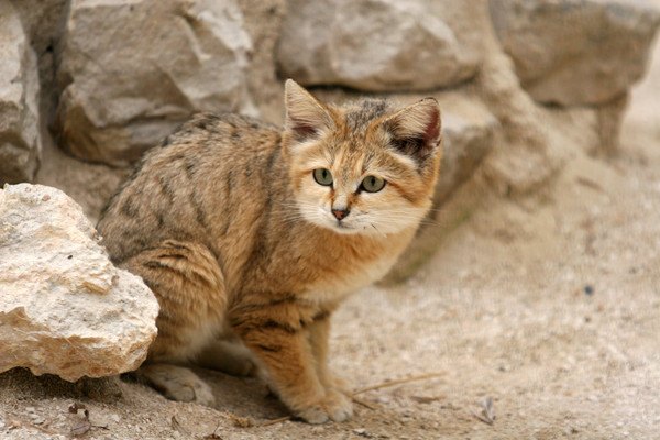 岩場に隠れるスナネコ