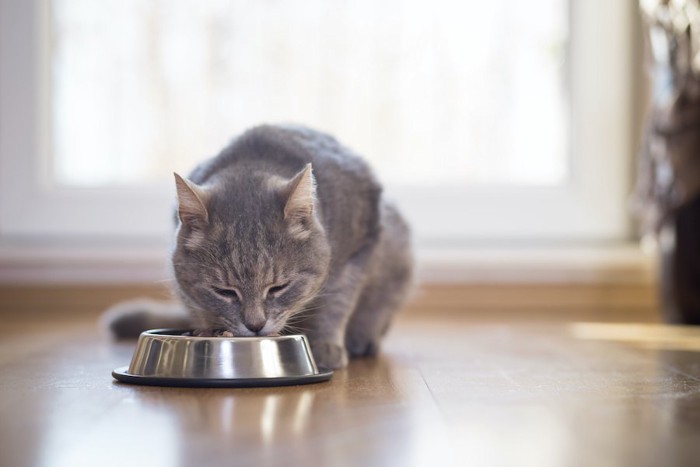 ごはんを食べているグレーの猫