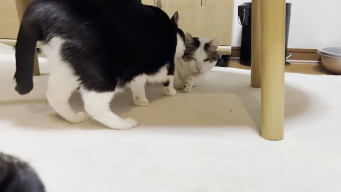 奥の猫ちゃんも舐める白黒ちゃん