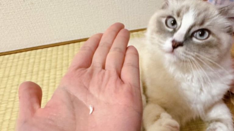 猫の乳歯