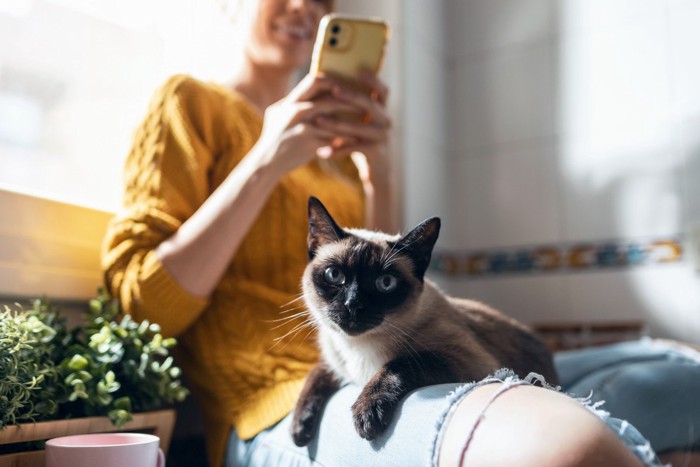 飼い主の膝の上にのる猫