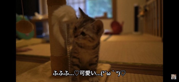 子猫用タワー