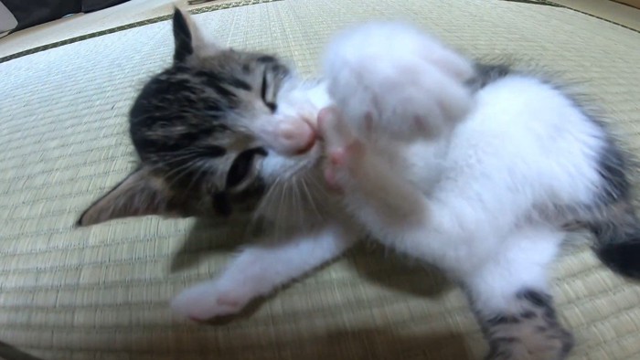 毛づくろい