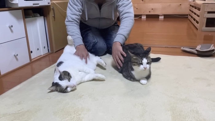 仰向けの白系猫とうつぶせのキジシロ