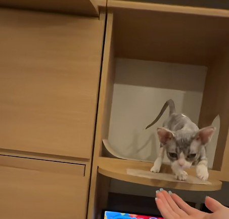 棚の中の子猫