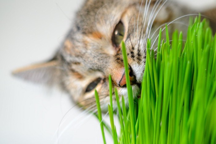 草を食べる猫