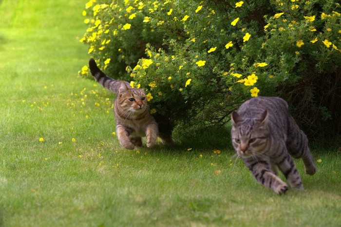 逃げる猫達