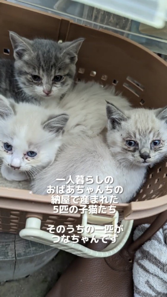 かごに入った3匹の子猫