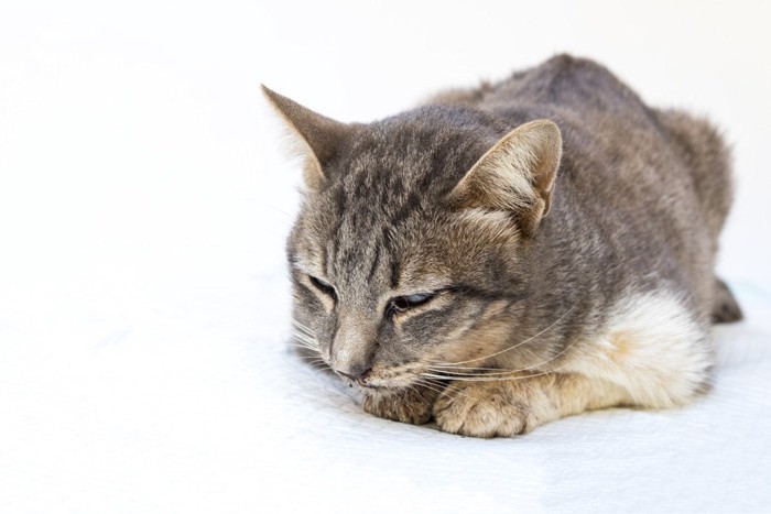 元気のない猫