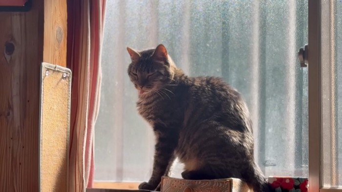 寝る猫