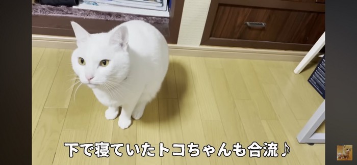 トコちゃん