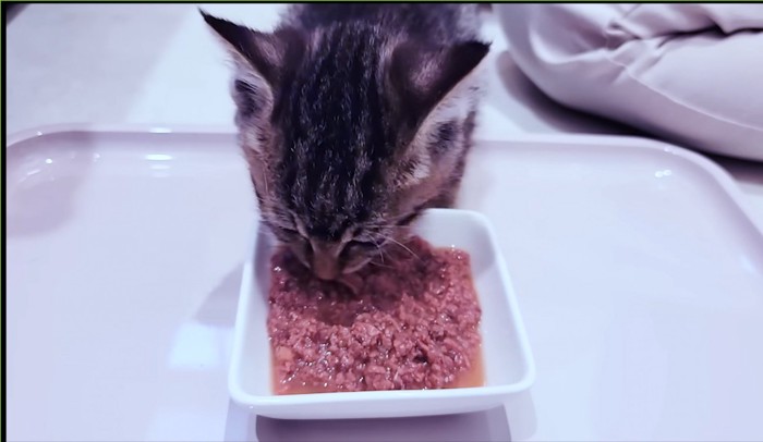 ごはんを食べる子猫