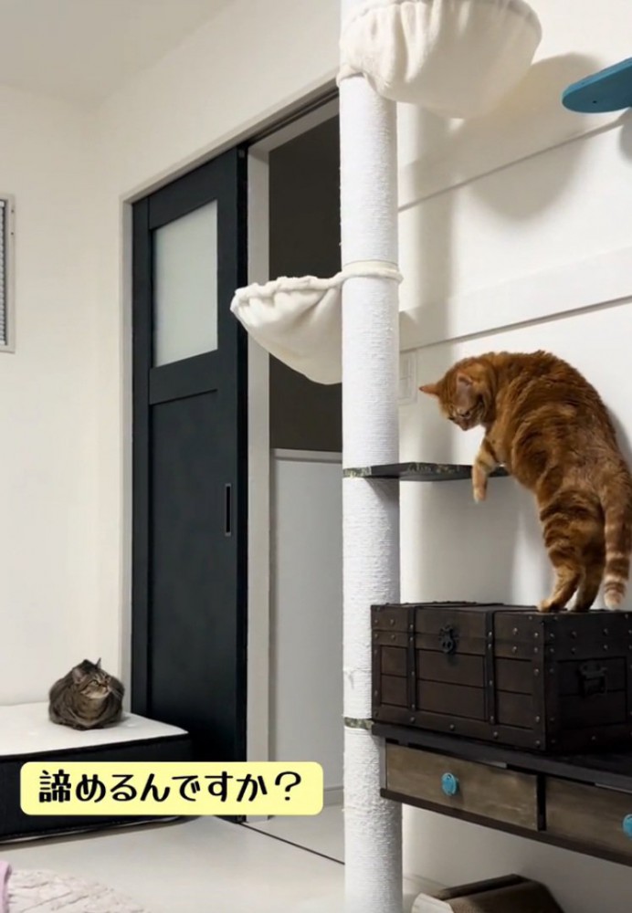 下に降りようとする猫