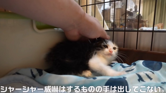 頭をなでられる子猫