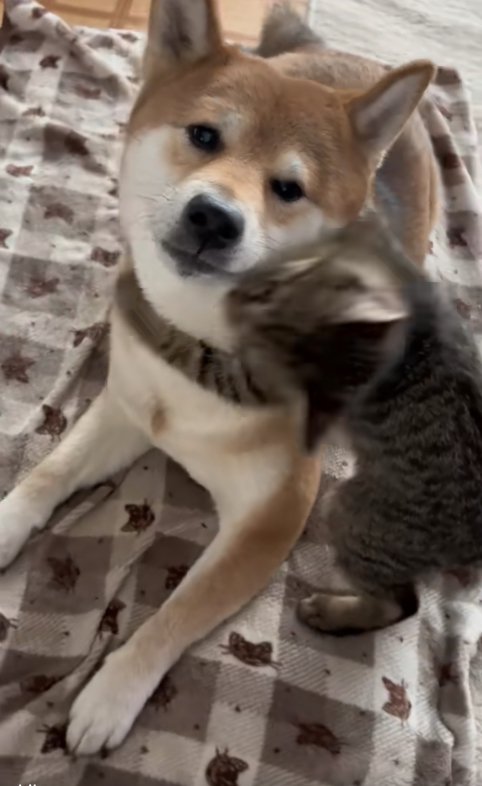 頭がぶれた子猫に抱きつかれているカメラ目線の柴犬