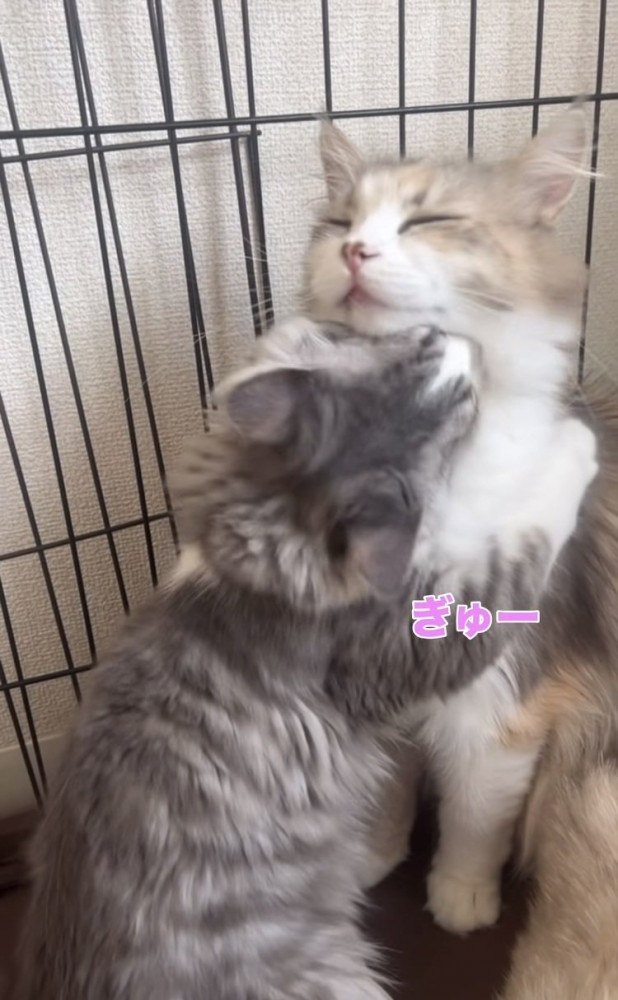 ママ猫に抱きつく子猫