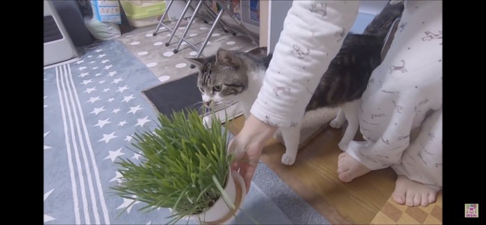 猫草