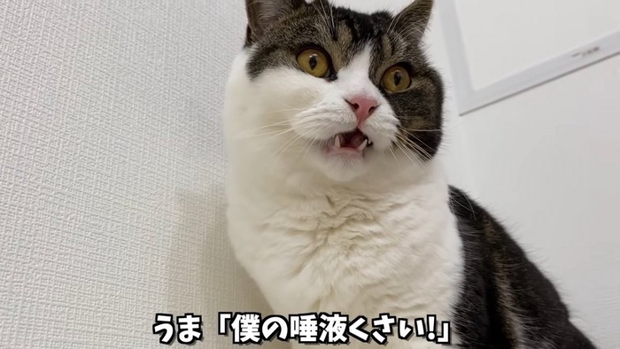 口を開ける猫