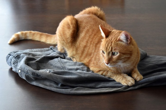 服に乗る猫