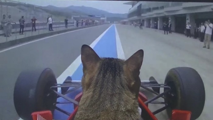 青い直線を運転する猫