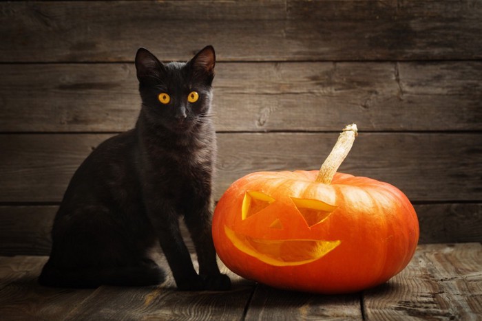 ねこのハロウィン