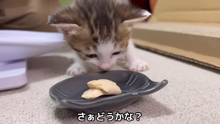 離乳食の入ったお皿を覗く子猫