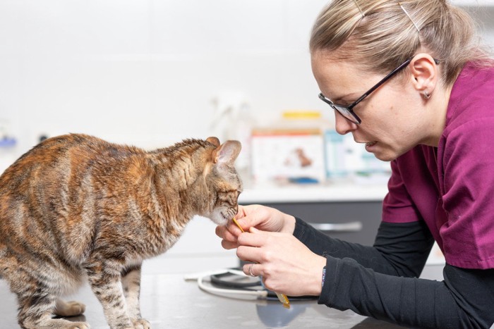 猫にトリーツを与える獣医師